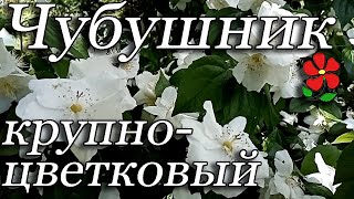 Чубушник крупноцветковый