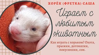 Как играть с хорьком дома? ХОРЁК ИГРАЕТ, охотится на игрушку, спит в домашних условиях. Наше видео.