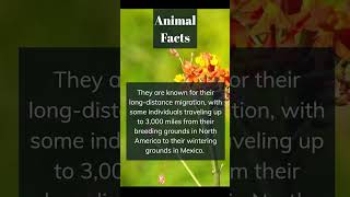 Animal facts #shorts #animalfacts #monarchbutterflies