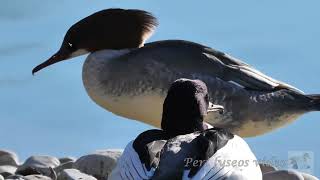 Smergo maggiore, primi piani - Goosander, close up (Mergus merganser)