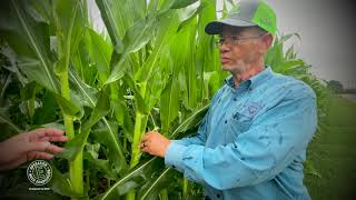 Strip Tillage for Pigweed Control with Farmer Bill Bridgeforth