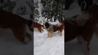 Most Beautiful Dogs In Snow