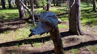 Beer Bird Hike in the Sierras