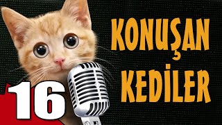 Konuşan Kediler 16 - En Komik Kedi Videoları