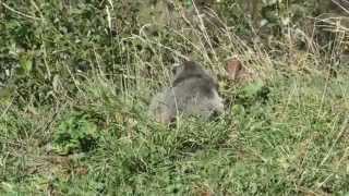 Le Repas de la Marmotte