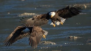 Bald Eagles of the Fraser Valley