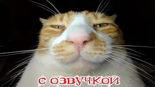 ПРИКОЛЫ С КОТАМИ! с озвучкой! Смешное видео с котами! Смешные животные! ЗАСМЕЯЛСЯ ПОДПИСАЛСЯ!