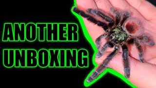 Unboxing More TARANTULAS + Avicularia avicularia Egg Sac?