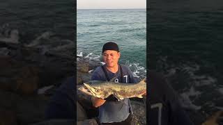 King fish strike by kanata iwashi abu dhabi shore casting