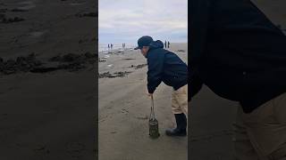 2 big razor clams #shortvideo #youtubeshorts #seafood #harvesting #reels #fyp #reels #tiktok #pnw