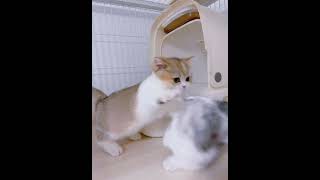 Funny Cat Fight Video | Stop fighting please,cute kitten