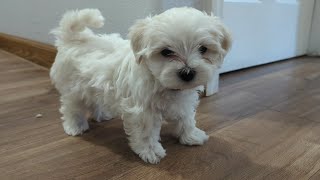 Maltese Puppy Biff