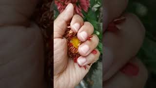 chandramallika flower blooming #youtubeshorts #shortsvideo