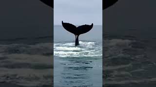 Humpback Whale Display #travel #princessmonterey #whalewatching #monterey #california #family