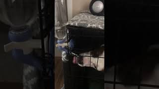 Smart pup w/his crate water dispenser