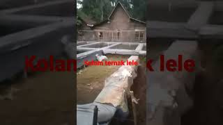 Budidaya ikan lele