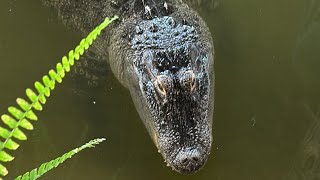 Feeding The Alligators LIVE!!! 😱🐊