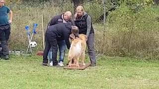 Axel M vom Boerdegold (Malik) - Verhalten III Wetzlar 28.09.2019 - Messen