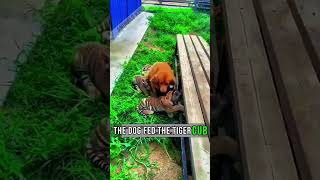 Why do Tigers think of a dog as their mom? #shorts #china