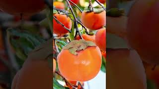 Sweet persimmon fruits smile #amazing #trending #funplay #funnyvideo #fyp #shorts