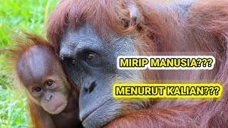 ORANGUTAN:BINATANG LIAR PEMILIK DNA SEPERTI DNA MANUSIA #rahasiaalamliar