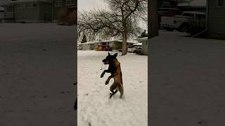 Happy dog snow time. #belgianmalinois #searchdog #workingdog