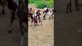 Goats with onwer white Desert #trending  #shorts  #short  #viralvideo  #video