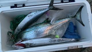 サワラ、ハマチ、サゴシ 爆釣り|| KING MACKEREL AND KINGFISH MADNESS || JAPAN FISHING,PINOY ANGLER