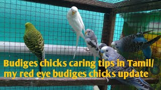 Budiges chicks caring tip in tamil/my red eye chicks updated