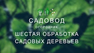 Шестая обработка садовых деревьев