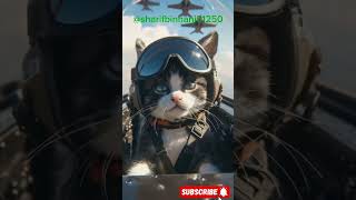 pilot cats#cute cats🔥🔥🌹💙#shorts#subscribe