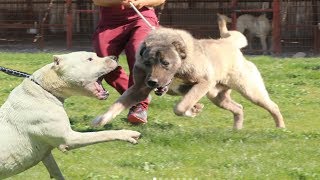 KANGAL mı ? DOGO ARGENTİNO mu ? ( Büyük Karşılaşma, Sizce Hangisi ? ) Strongest dogs, Biggest Dogs