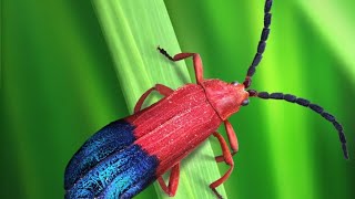 new insect- thonalmus bicolor