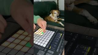 Dog Reacts to a Weird Hilarious Musical Beat