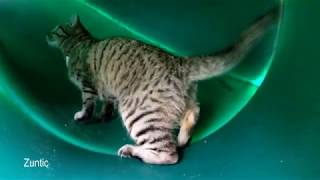 Cat chasing after frogs in the slide