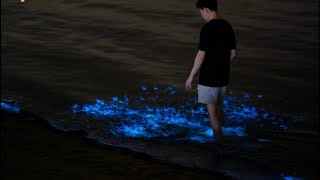 Plankton, blue glow in waters off eastern Singapore shoreline | The Journeys Collection