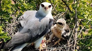 The Mouse is a Popular Food for White tailed Kite | The Chicks are Very Hungry |