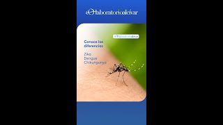 Diferencia entre: Dengue, Zika, Chikungunya