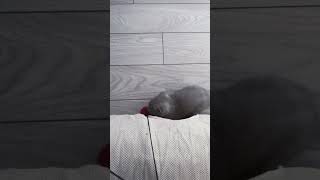 Adorable kitten attack - cute cat playing on CANCAN