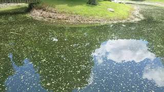 Pond Duckweed Removal - Simple, easy, and mostly hands off