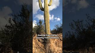 Giant saguaro cactus growing out of solid rock #cactus #plants #nature