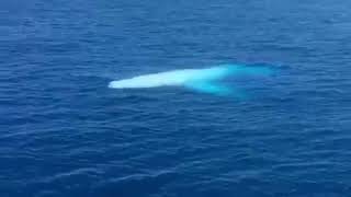 WORLD FAMOUS NAMED MIGALOO ALBINO HUMPBACK WHALE. #whale  #fish #science #world #planet #thisisreal