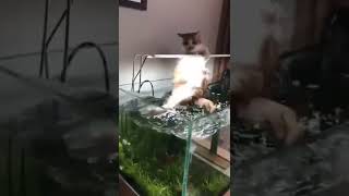 #funny #funnyshorts #funnyvideo #cat #cats #catlover #shorts #shortsvideo #video #viralvideo #viral