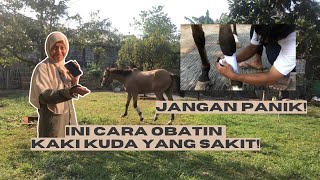 YUMNA TERLUKA SAAT SHOW JUMPING , INI  CARA NGOBATIN LUKA TERBUKA DI KUDA SANDEL TANPA ANTIBIOTIK