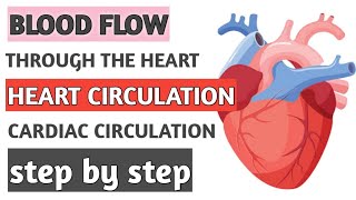 Heart circulation steps