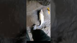 ENORME SABALOS CAPTURADO EN RÍO MIRA #fishing #VIRAL #VIRALVIDEO #pesca #PESCADERIO #fishingtour