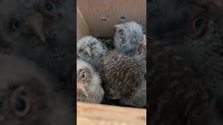 When You Have Five Beautiful Baby Owls In Your Owl Box