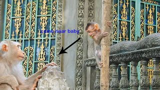 These Adorable Baby Monkeys Are So Playful! | Youtube