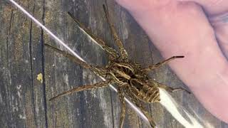 🕷️ Araignée géante vivant dans nos campagnes en France la HOGNA 🕷️