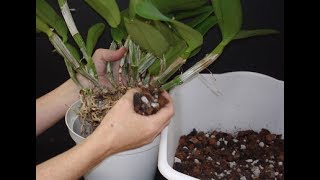 Como cuidar de orquideas mudas